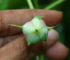 Ipomoea muricata