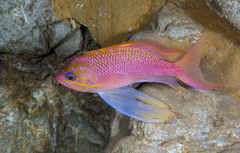 Anthias anthias