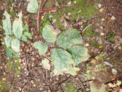 Erysiphe vanbruntiana