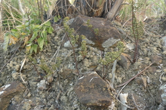 Cheilanthes tenuifolia