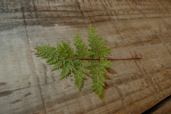 Cheilanthes tenuifolia