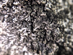 Phaeophyscia sciastra