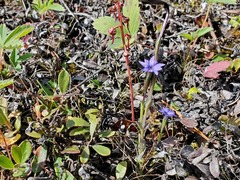 Gentiana prostrata