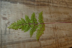 Cheilanthes tenuifolia