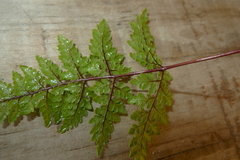Cheilanthes tenuifolia
