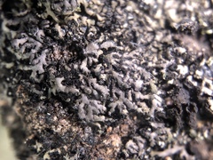 Phaeophyscia sciastra