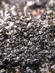 Phaeophyscia sciastra