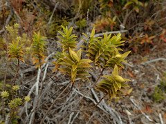 Veronica subfulvida