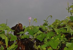 Ipomoea muricata