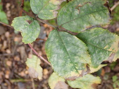 Erysiphe vanbruntiana