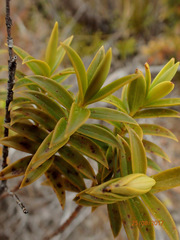 Veronica subfulvida
