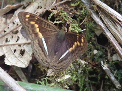 Adelpha olynthia