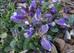 Polygala supina rhodopea