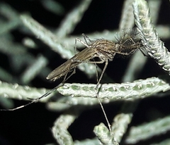 Aedes japonicus