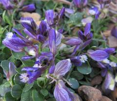 Polygala supina rhodopea