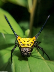 Gasteracantha dalyi