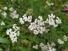 Achillea nobilis