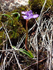 Moraea nubigena