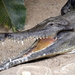 West African Slender-snouted Crocodile - Photo (c) Tim Strater, some rights reserved (CC BY-SA)