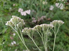 Achillea nobilis