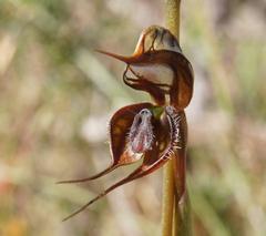 Pterostylis maxima