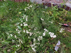 Achillea nobilis