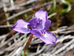 Moraea nubigena