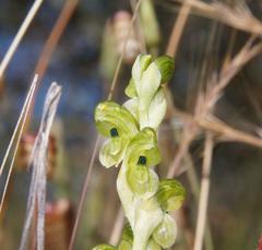 Pterostylis agrestis