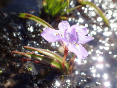 Moraea nubigena