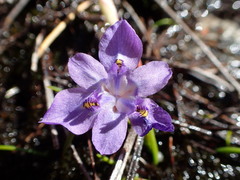 Moraea nubigena