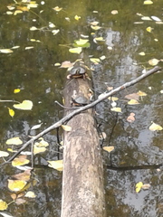 Chrysemys picta marginata