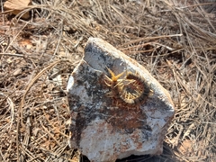 Scolopendra polymorpha