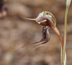 Pterostylis maxima