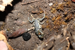 Uroplectes flavoviridis