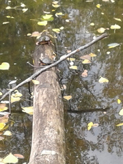 Chrysemys picta marginata