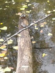 Chrysemys picta marginata