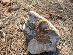 Scolopendra polymorpha