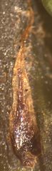 Blechnum procerum
