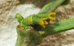 Viscum rotundifolium