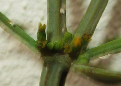 Viscum rotundifolium