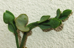 Viscum rotundifolium