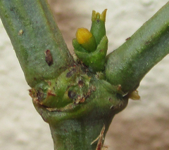 Viscum rotundifolium
