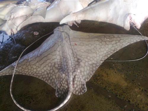 Ornate Eagle Ray