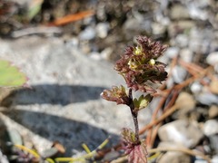 Euphrasia subarctica