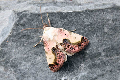 Acontia titania