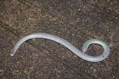 Afrotyphlops mucruso