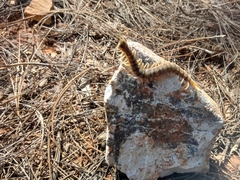 Scolopendra polymorpha