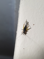 Trigonidium humbertianum