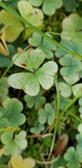 Oxalis montana image