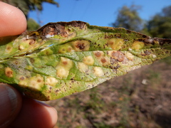 Pachypsylla celtidisvesicula